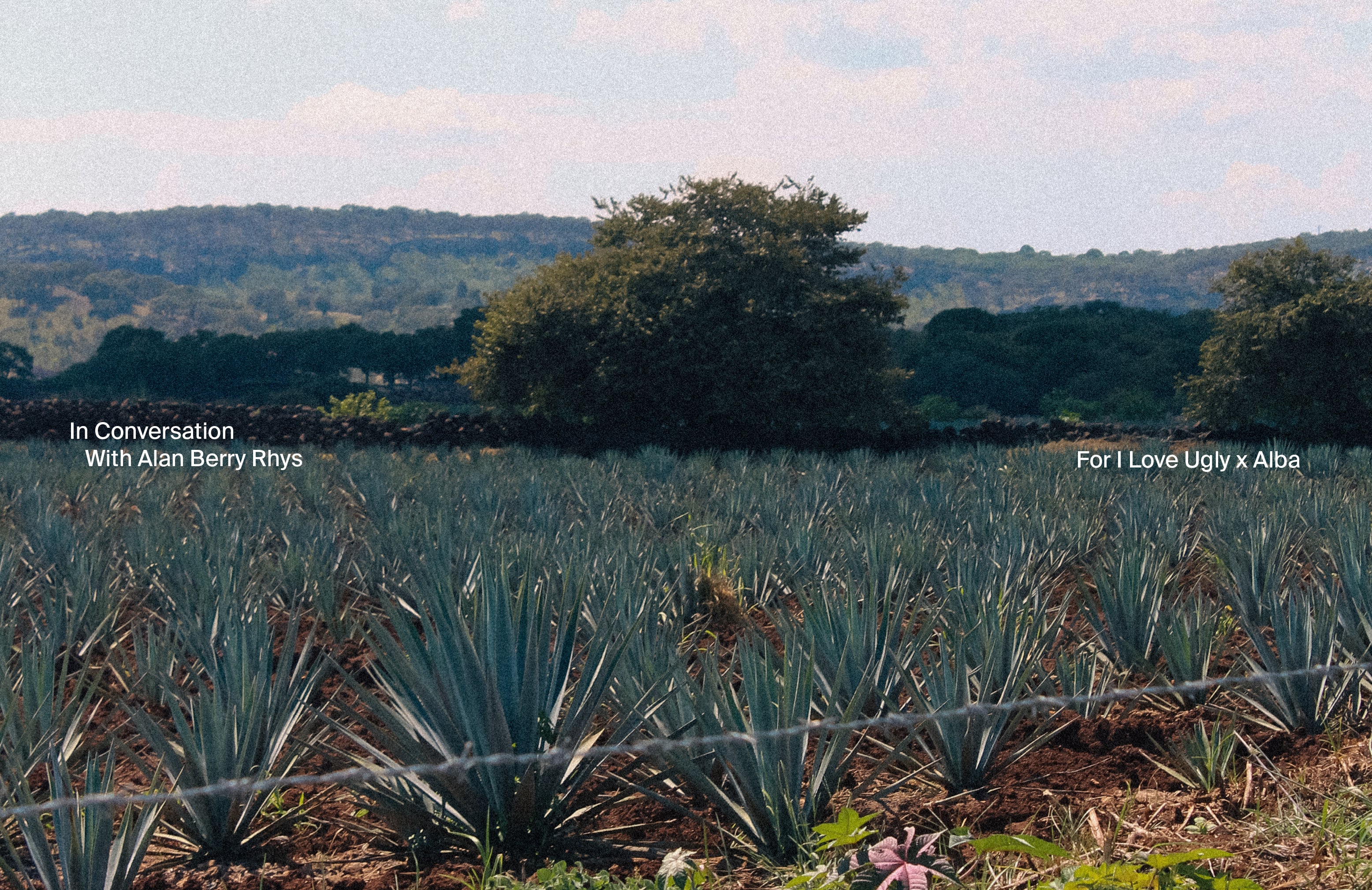 Agave field with mountains and trees in the background.